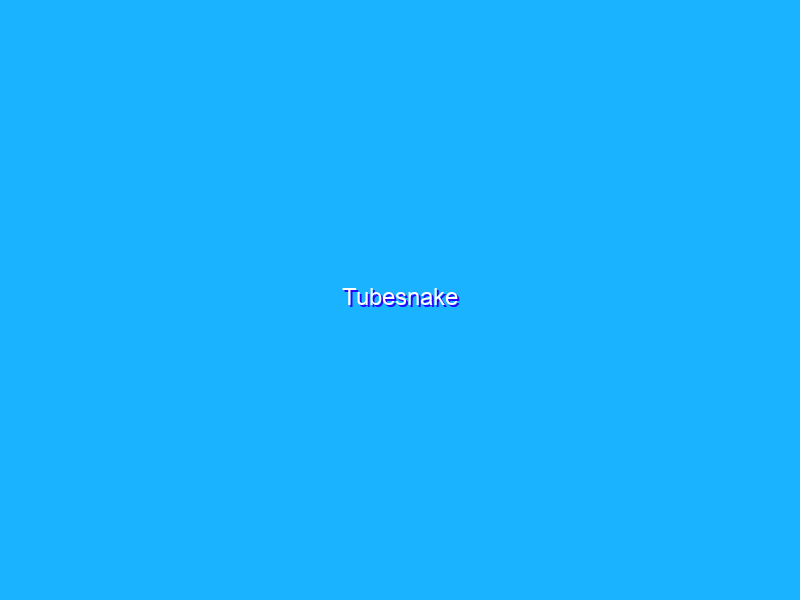 Tubesnake