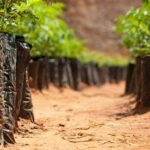 OPPO dona 1.000 alberi per la Giornata della Terra OPPO dona 1.000 alberi per la Giornata della Terra