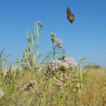 Doing our part for California’s monarch butterflies