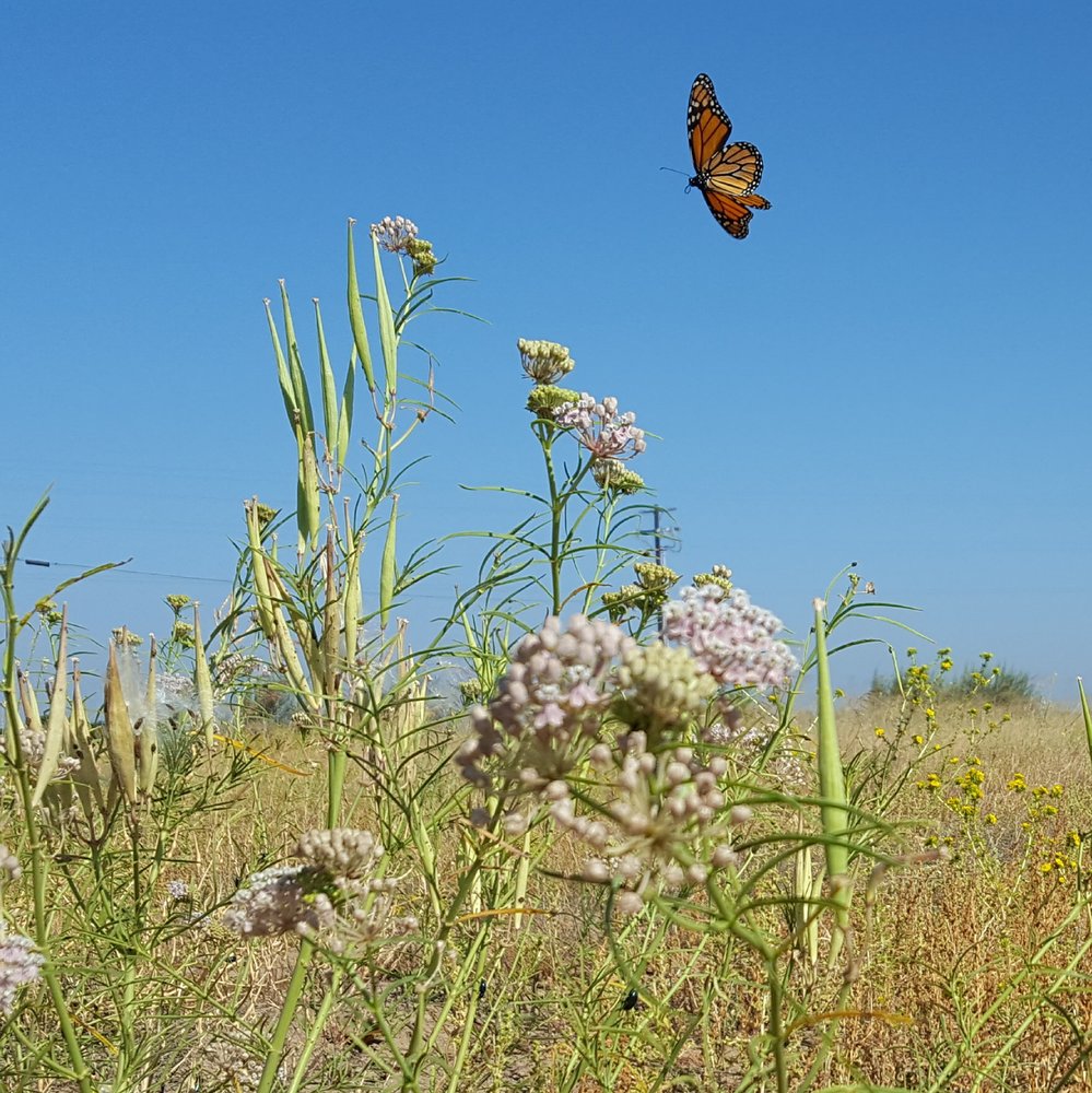Monarch_flying_over_milkweed_in_California.max-1000x1000-1