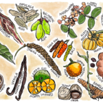 How Indonesia Helped Spice up the World