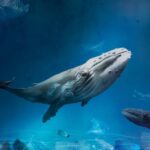 Huobi Group al ritiro Oceans 4.4 per “salvare gli oceani”