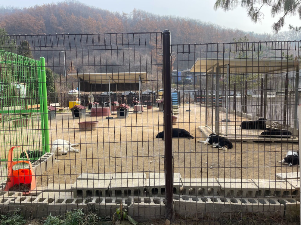 Photo of an animal shelter in Korea