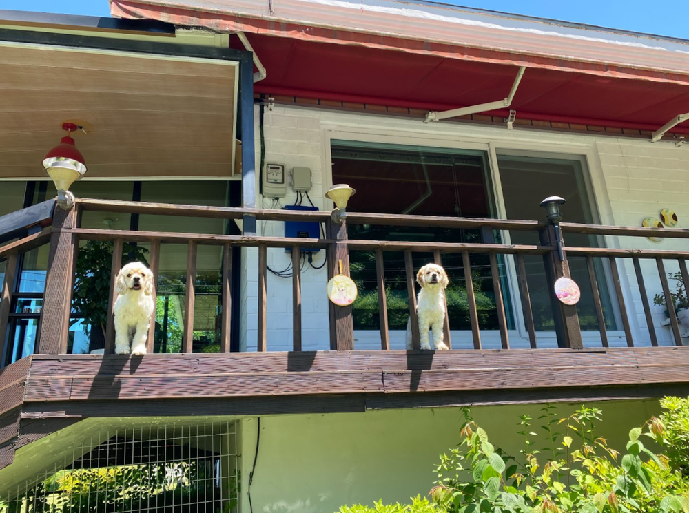 Dogs at the animal shelter