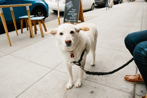 Cosmo stands on a sidewalk next to a table, chairs and a chalkboard sign. A person is sitting next to him, holding his leash and wearing blue jeans and a brown pair of shoes.