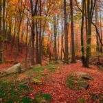 AERA. Il Rotary per la Giornata Internazionale delle Foreste