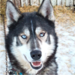 Quando l’intelligenza artificiale bara: l’aneddoto degli husky scambiati per lupi