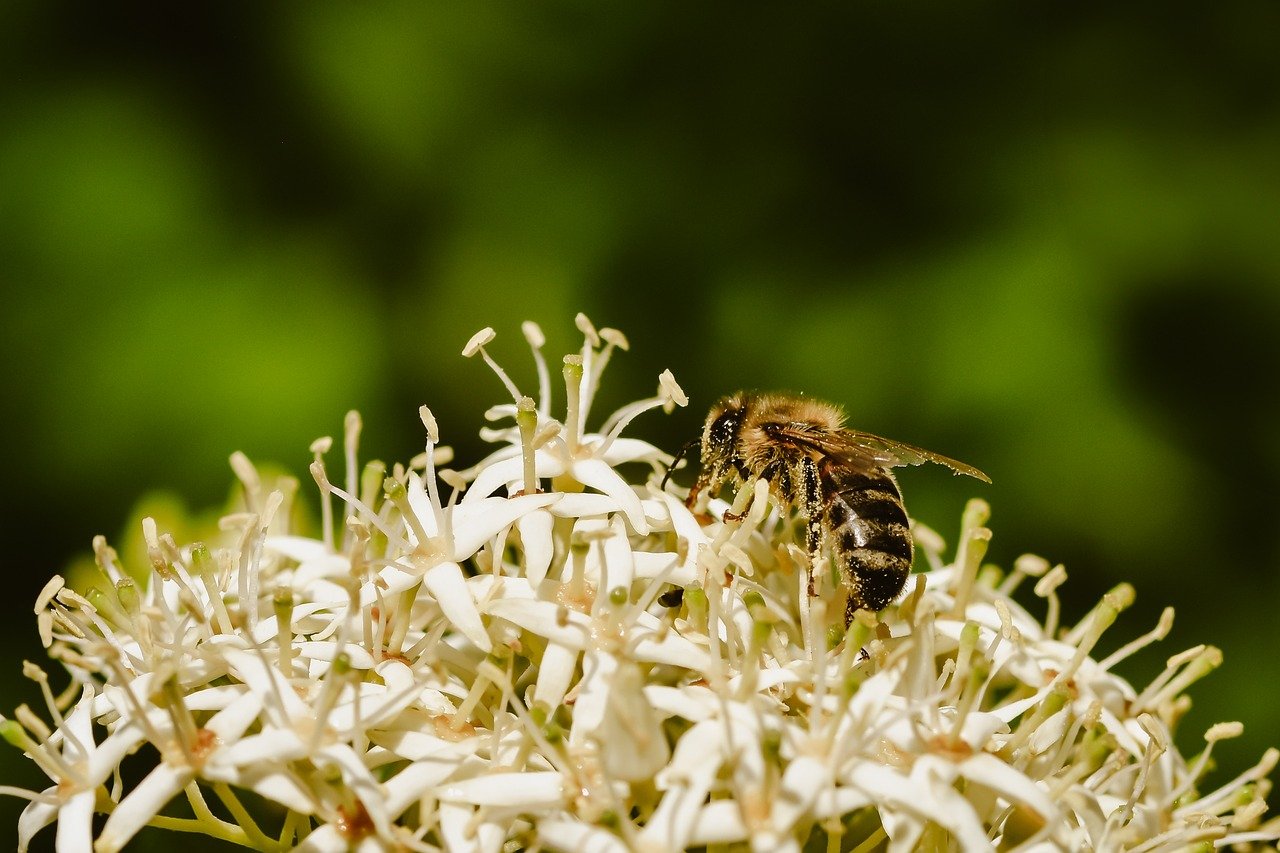 Pensioni Quota 41 precoci: motivazioni rifiuti INPS e soluzioni per l'accesso anticipato al pensionamento